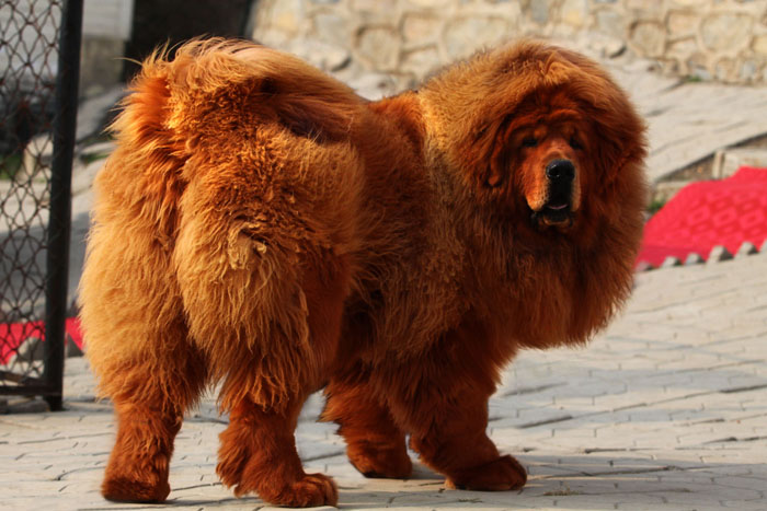 Mastín tibetano