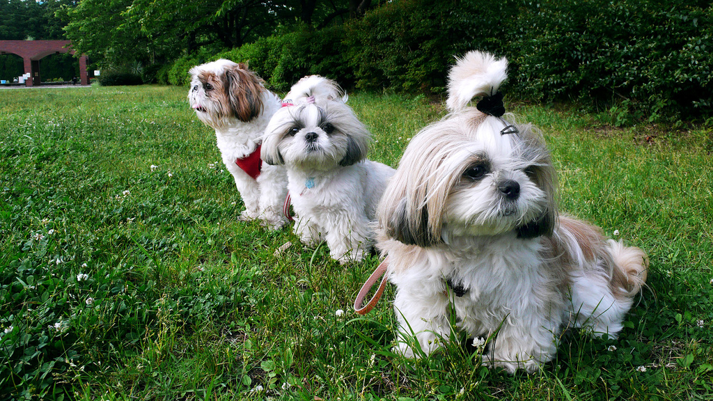 cuidados del shih tzu