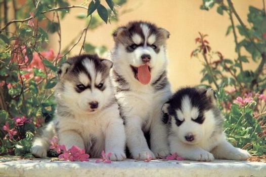 Cachorros de husky