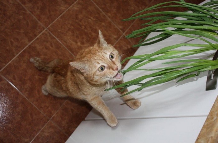 con qué frecuencia darle vitaminas al gato
