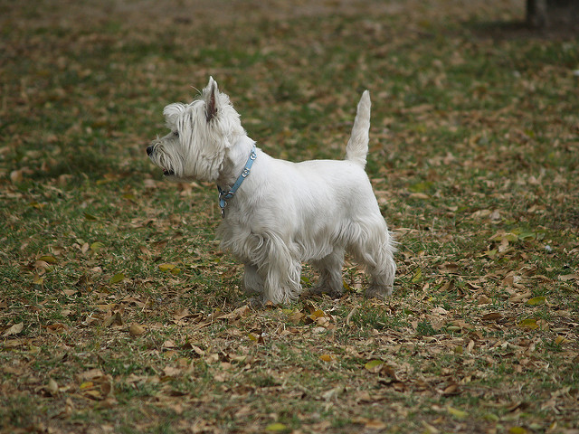 West Highland White Terrier en el parque