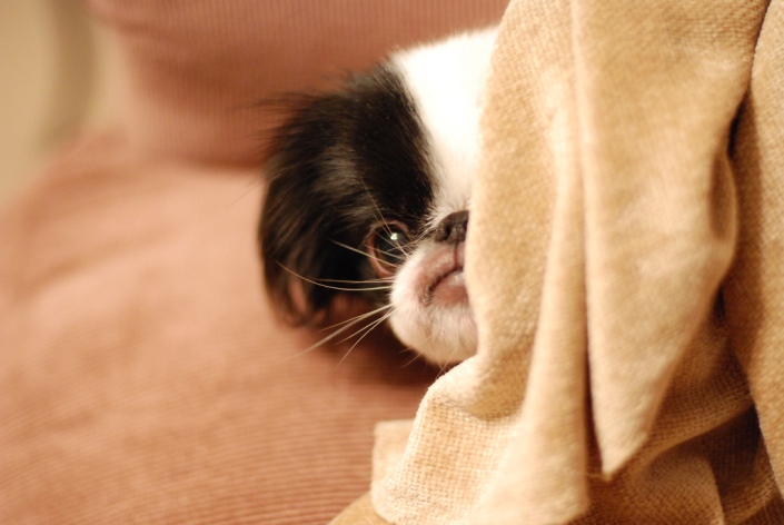cachorro de la raza Chin japonés
