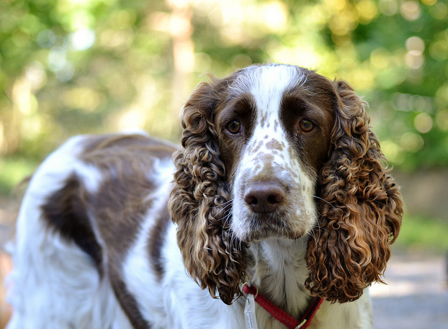Perro de raza spaniel