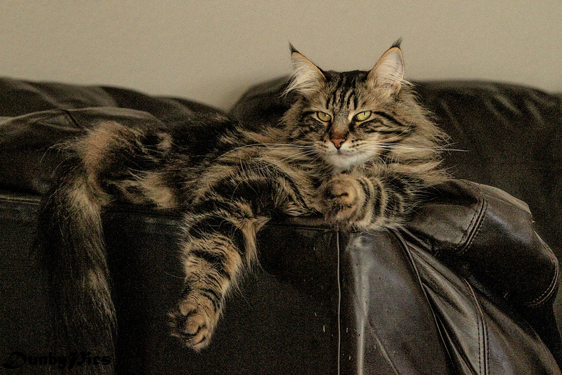 Marmoriertes Muster der Maine Coon