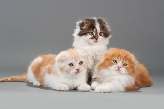 gatos de raza Highland Fold
