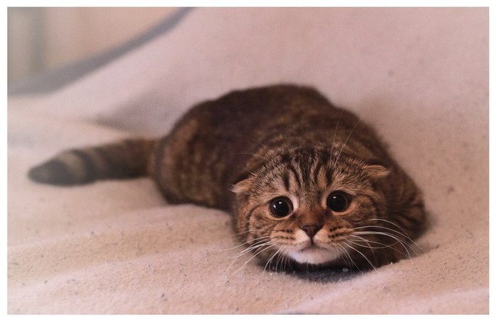 Quemaduras químicas en gatos