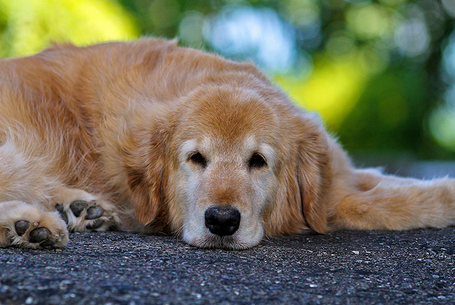 Der Hund mit Magengeschwür ist lethargisch