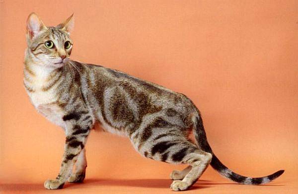 gatos de la raza Sokoke