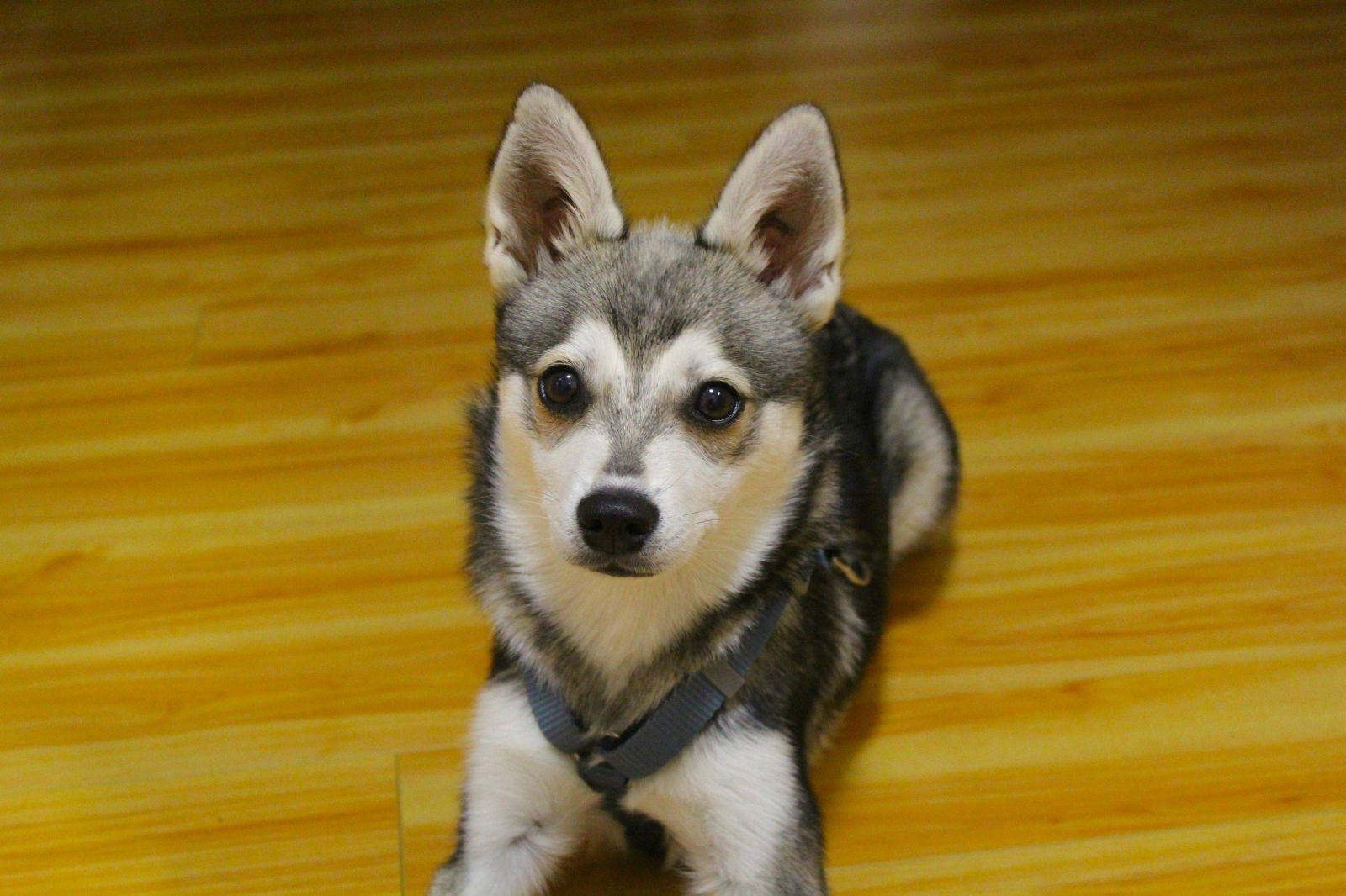 perro de la raza Alaskan Klee Kai