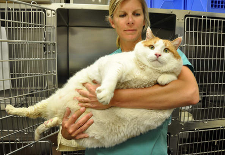 Prevención de la obesidad en gatos