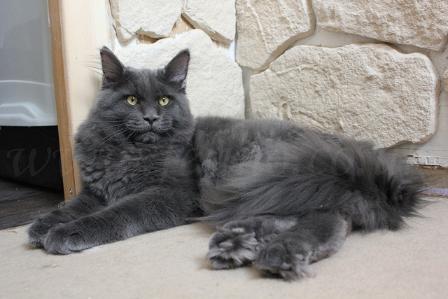 Blaue Maine Coon