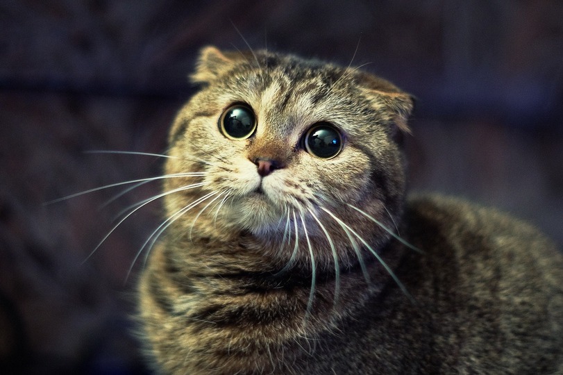 cómo castigar a un gato