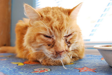 síntomas de clamidiosis en gato