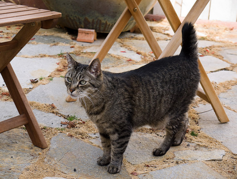 Cola de lince