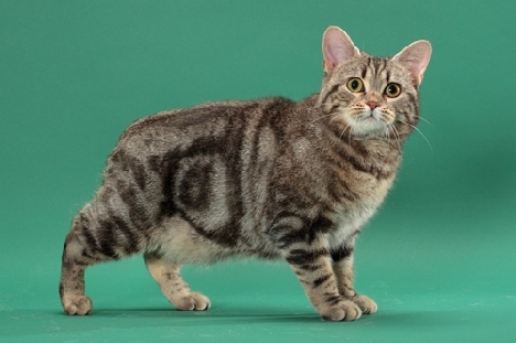 Características generales de los gatos de la raza Manx