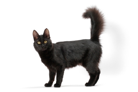 fotografías de gatos de raza Angora turco