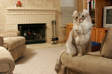 gatos de la raza American Curl