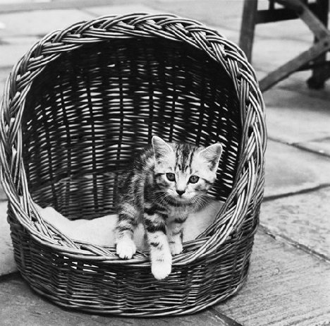 ¡Duerma, gatito, dulcemente! Esta es su camita...