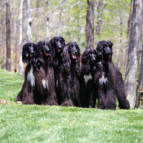 lebreles afganos negros