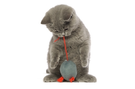Los juguetes son necesarios para el desarrollo armónico del gatito.