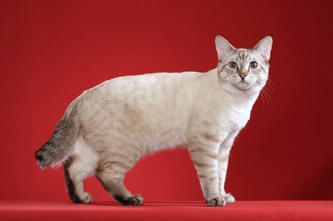 Características de la raza American Bobtail, gatos de la raza American Bobtail, historia del origen de los gatos de la raza American Bobtail