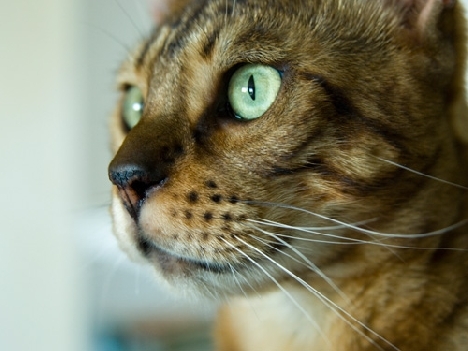 Primer plano de un gato bengalí