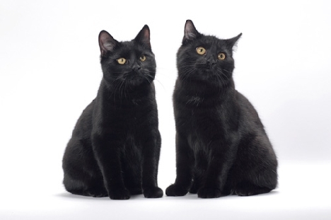 gatos de la raza Manx