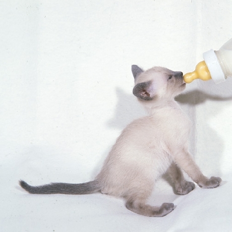 Alimentación de gatitos con biberón