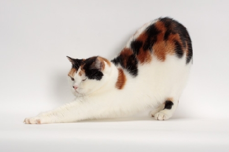 Carácter de los gatos de la raza Manx