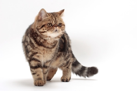 Gato sano = gato hermoso