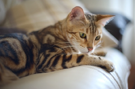 gato bengalí en la foto