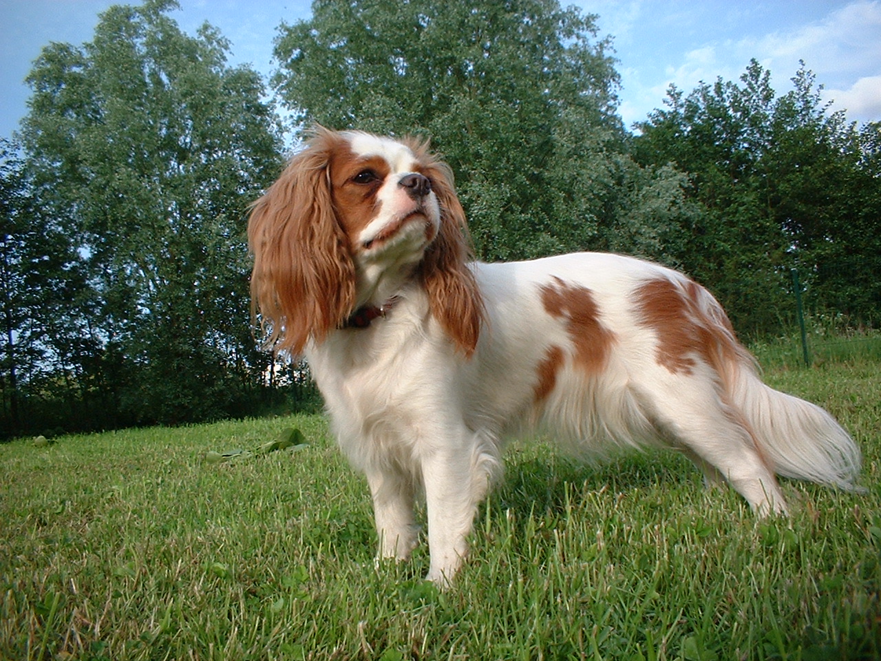 Hund der Rasse King-Charles-Spaniel