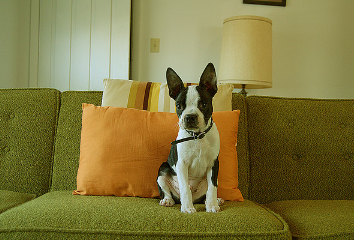 educación del Boston terrier