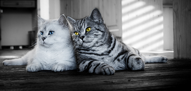 Gatos británicos