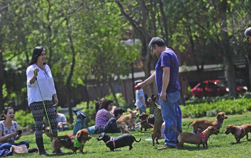 día de los teckels en Chile