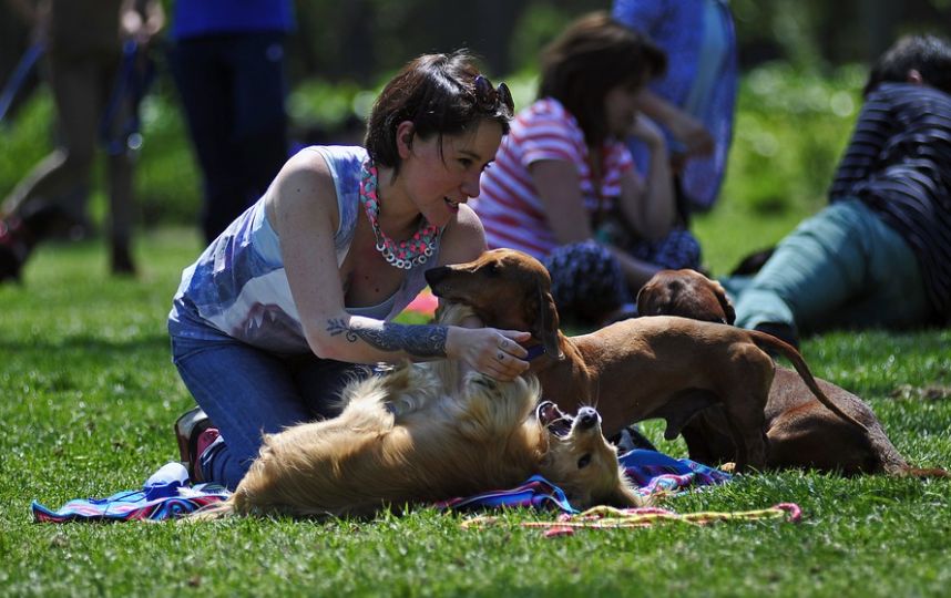 día de los teckels en Chile