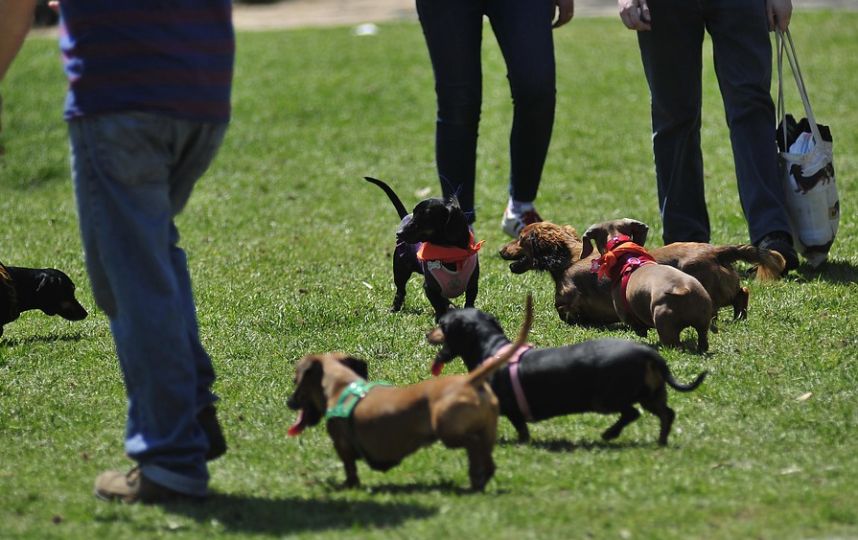 día de los teckels en Chile