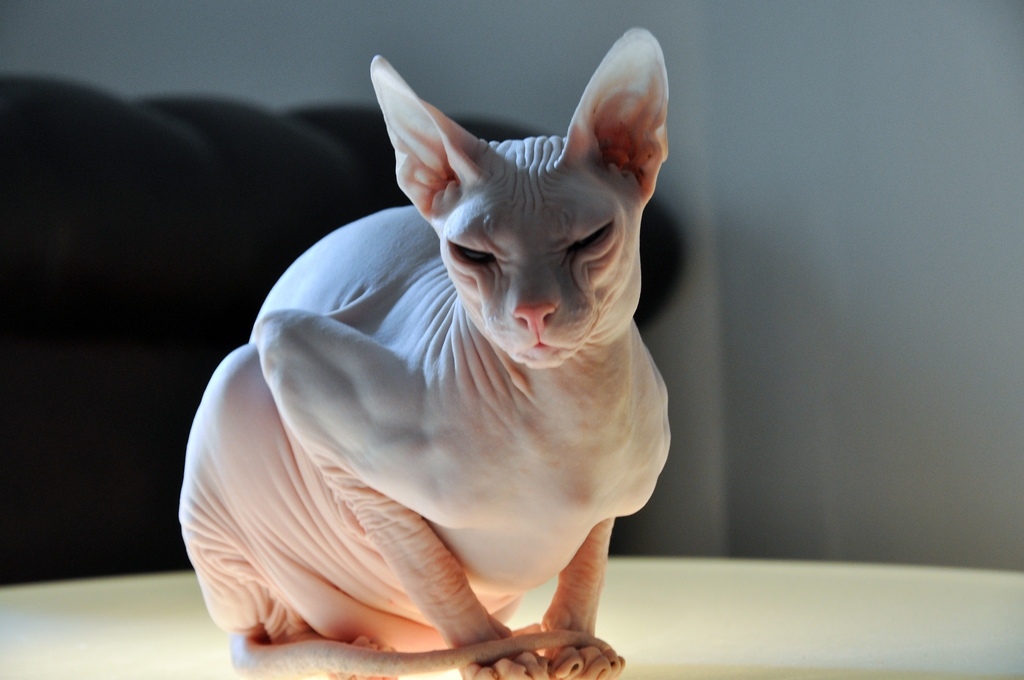 Donskoy Sphynx