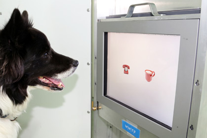 Experiment österreichischer Ethologen