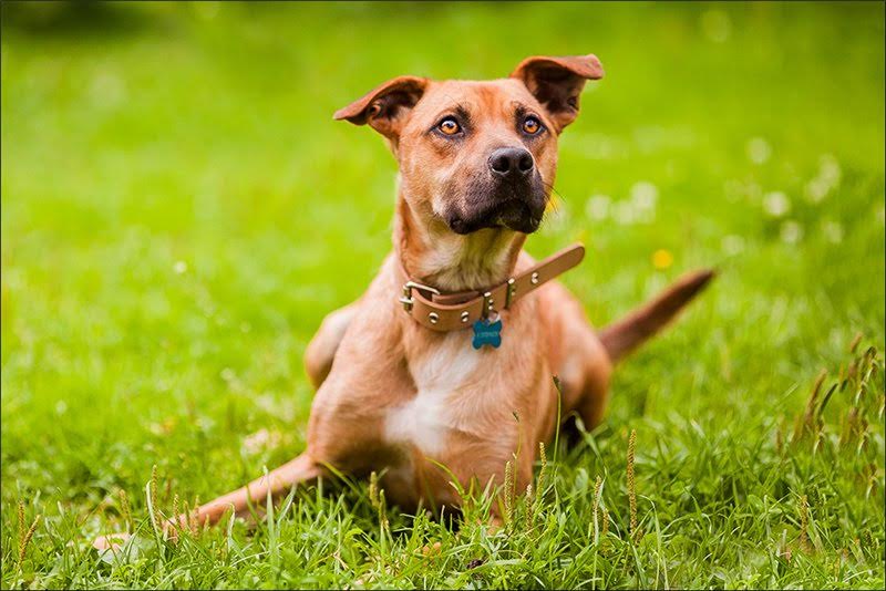 participante de la exposición de perros callejeros