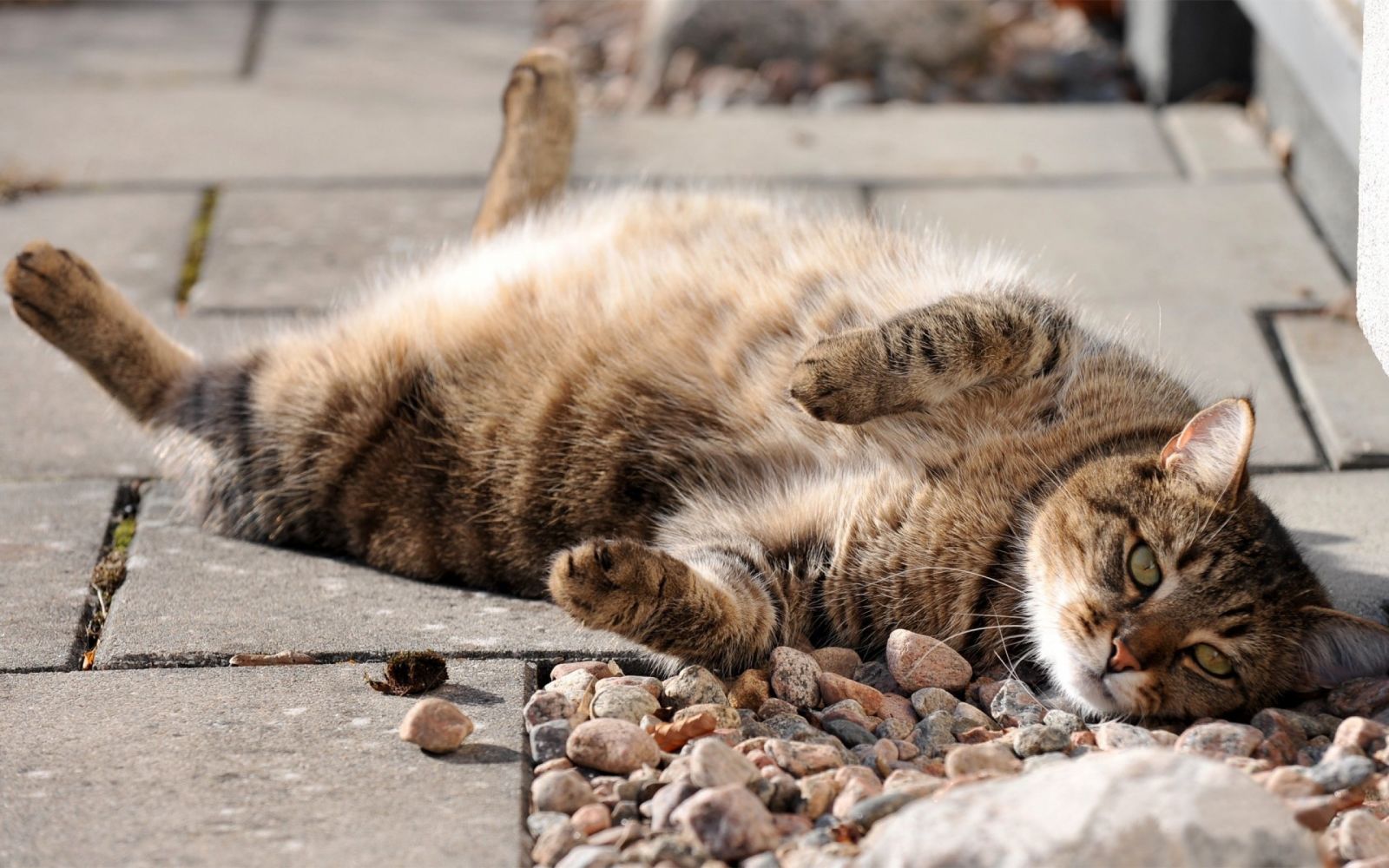 Gatos, gatitos, gatos en la historia, gatos en Rusia