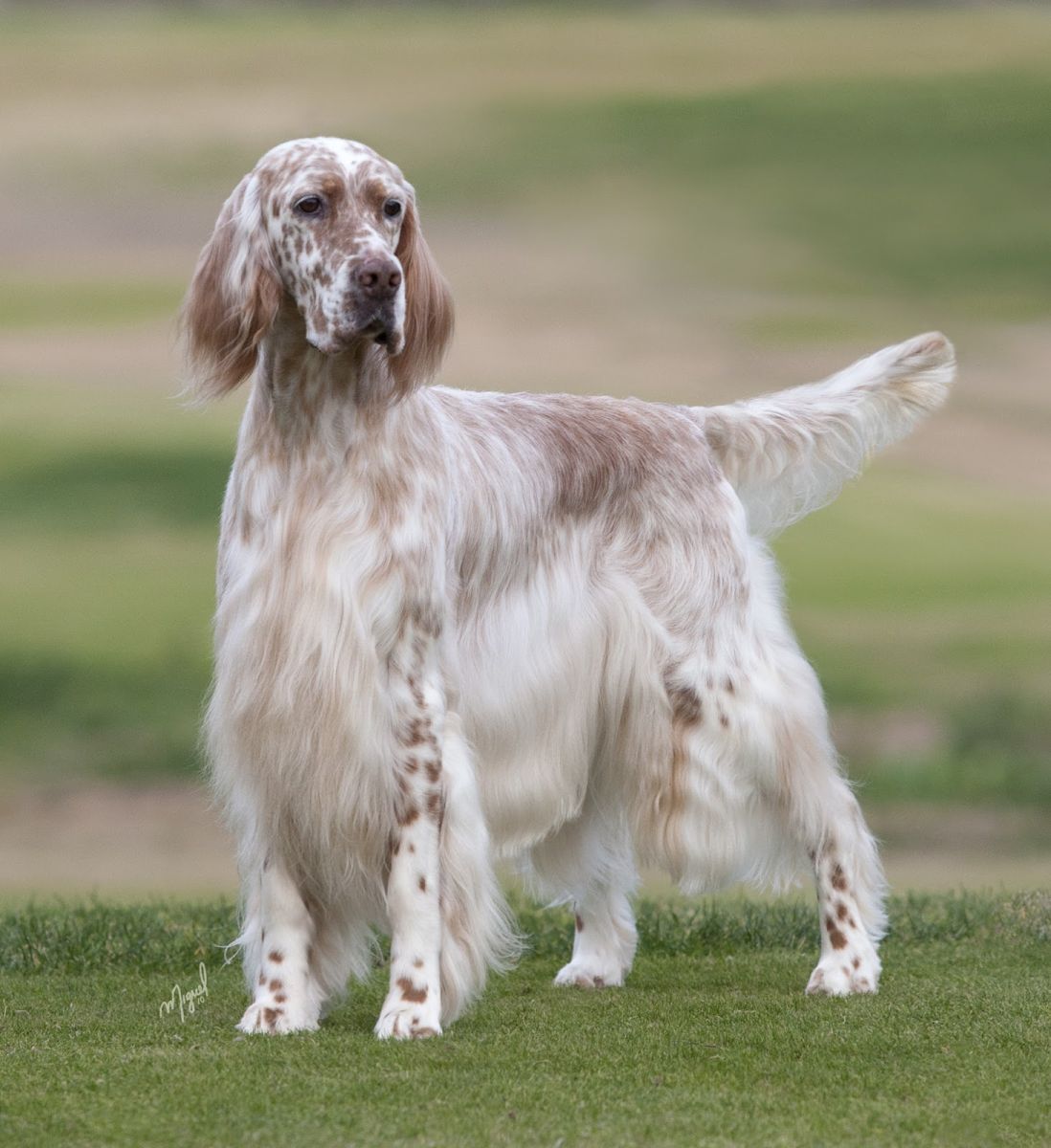Setter inglés (Laverack)