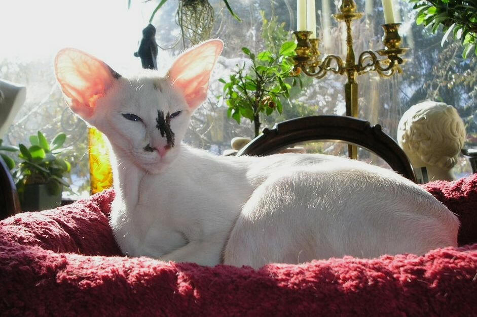 historia del origen de los gatos Seychelles