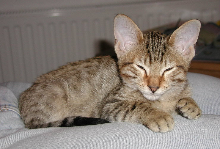 Gatos de la raza Kanaani