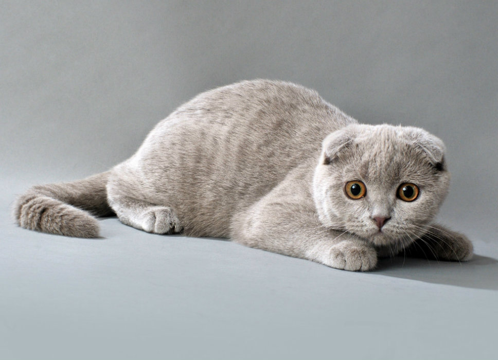 Gatos de la raza Scottish Fold