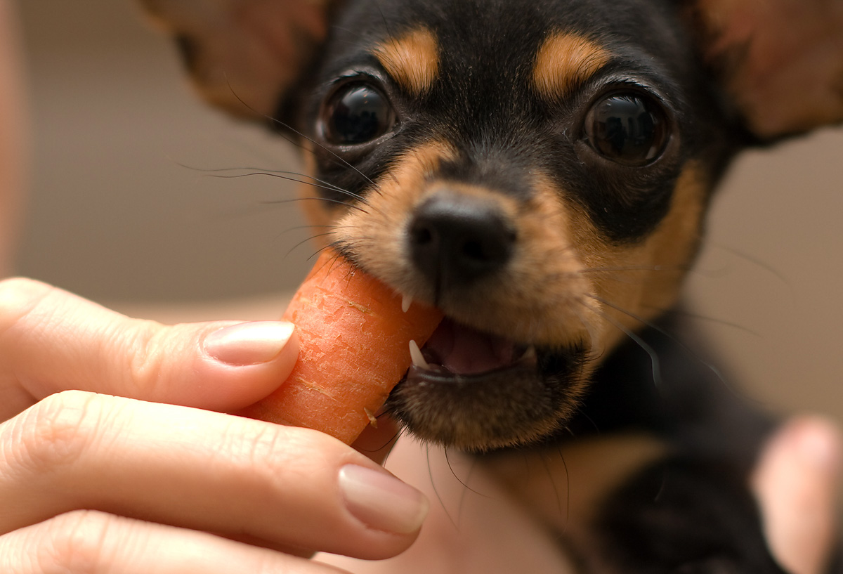 régimen de alimentación correcto para perros