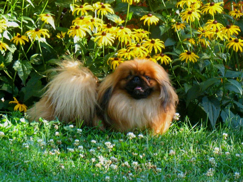 Hund der Rasse Pekingese