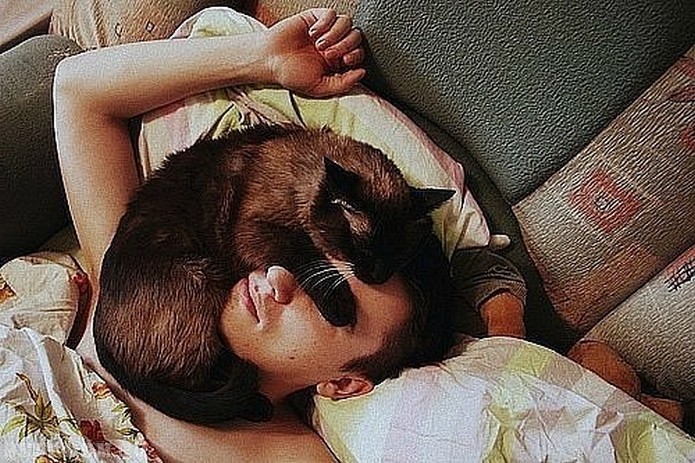 la capacidad de los gatos para curar a las personas