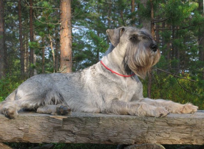 schnauzer mediano en el bosque