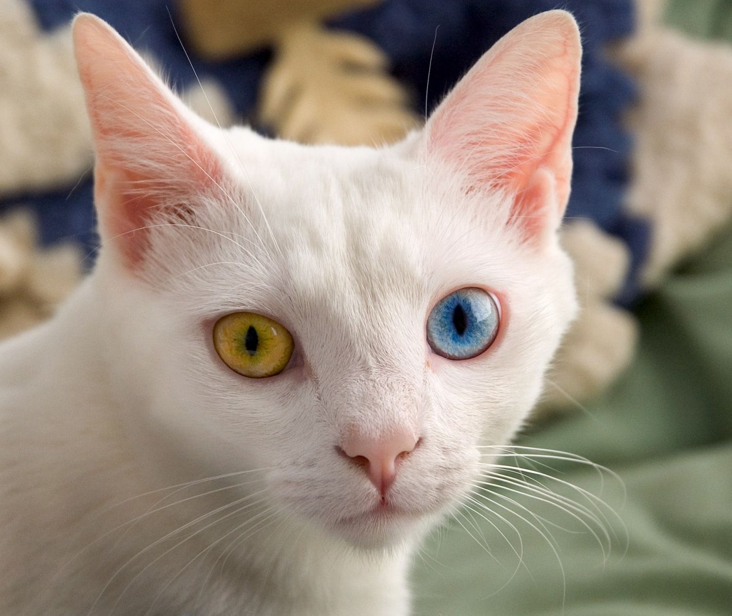 foto de gato anatolio